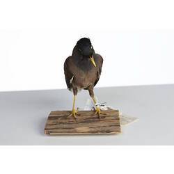 Grey bird specimen with yellow beak mounted on board, front view.