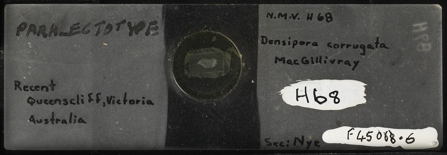 Bryozoan specimen mounted on glass microslide.