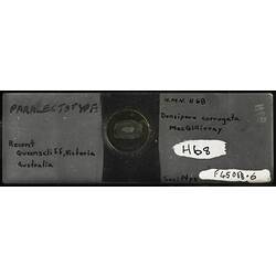 Bryozoan specimen mounted on glass microslide.
