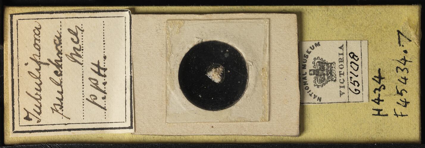 Paper-covered microslide with bryozoan specimen.