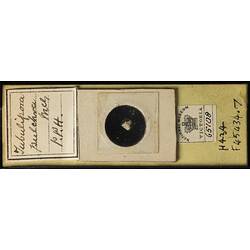 Paper-covered microslide with bryozoan specimen.