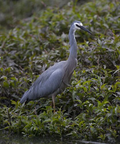 Grey wading bird standing in vegetation.