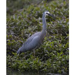 Grey wading bird standing in vegetation.