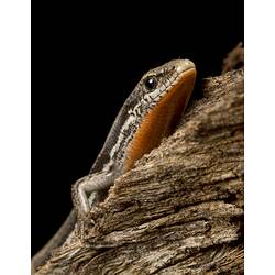 Red-throated skink peeking over branch.