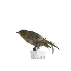 <em>Zosterops pallidus pallidus</em>, Cape White-Eye, mount.  Registration no. 25913.