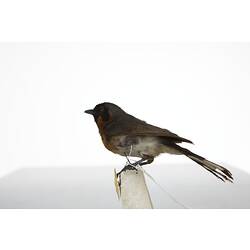 <em>Monarcha trivirgatus albiventris</em>, Spectacled Monarch, mount.  Registration no. 28465.