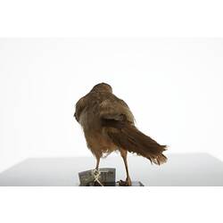 <em>Turdoides striatus somervillei</em>, Jungle Babbler, mount.  Registration no. 54721.