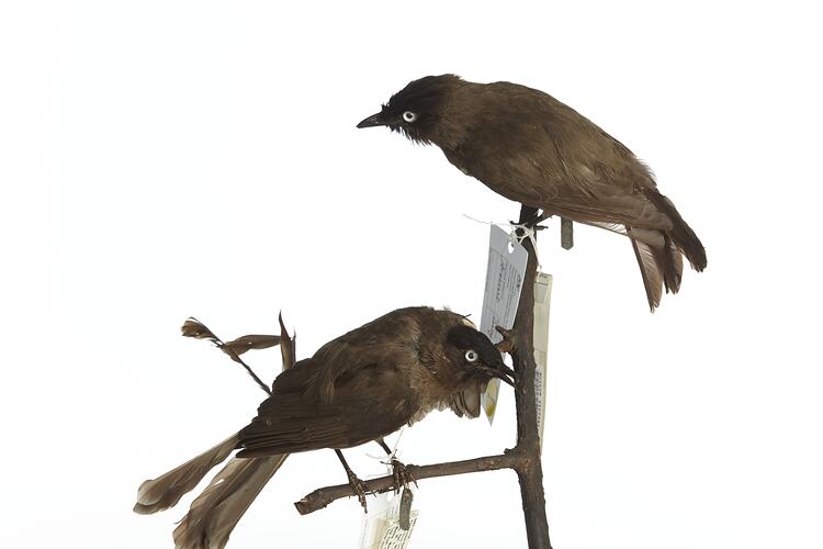 <em>Pycnonotus barbatus layardi</em>, Garden Bulbul, mounts.  Registration nos. 54808 (top) & 54706 (bottom).