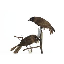 <em>Pycnonotus barbatus layardi</em>, Garden Bulbul, mounts.  Registration nos. 54808 (top) & 54706 (bottom).