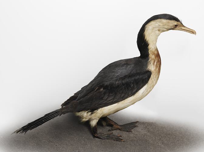 Side view of black and white mounted cormorant specimen.