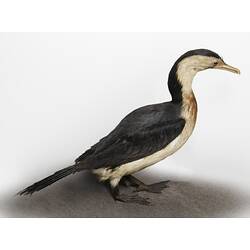 Side view of black and white mounted cormorant specimen.
