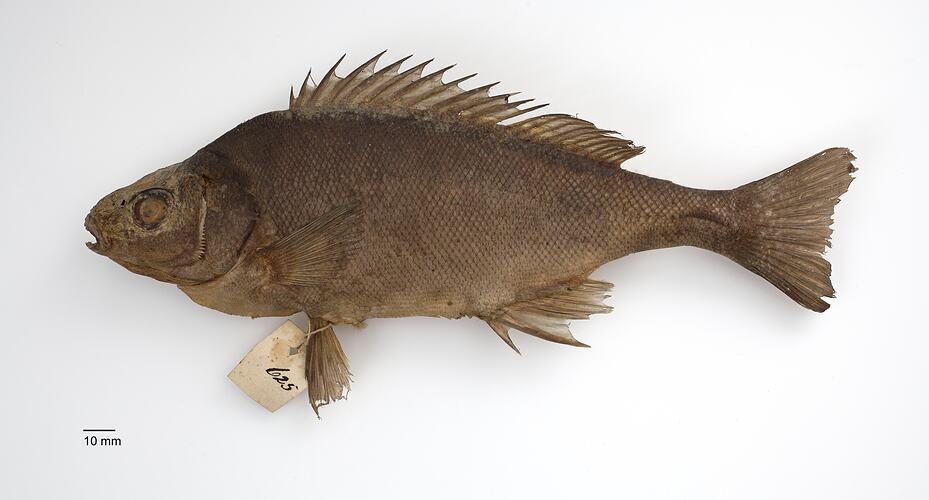 Side view of brown fish specimen with label attached to fin.