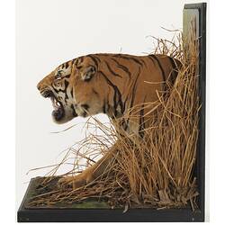 Side view of taxidermied tiger mounted to appear as though emerging from grass.