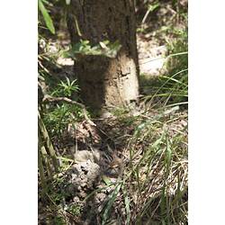 Mud crayfish burrow chimney beside tree.