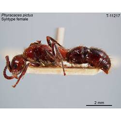 Ant specimen, female, lateral view.