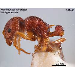 Ant specimen, lateral view.