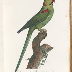 Green and red bird perched on a branch against a white background