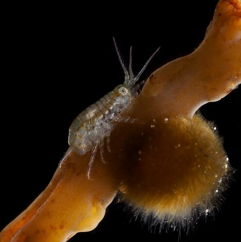 Translucent amphipod with orange stripes on brown algae.
