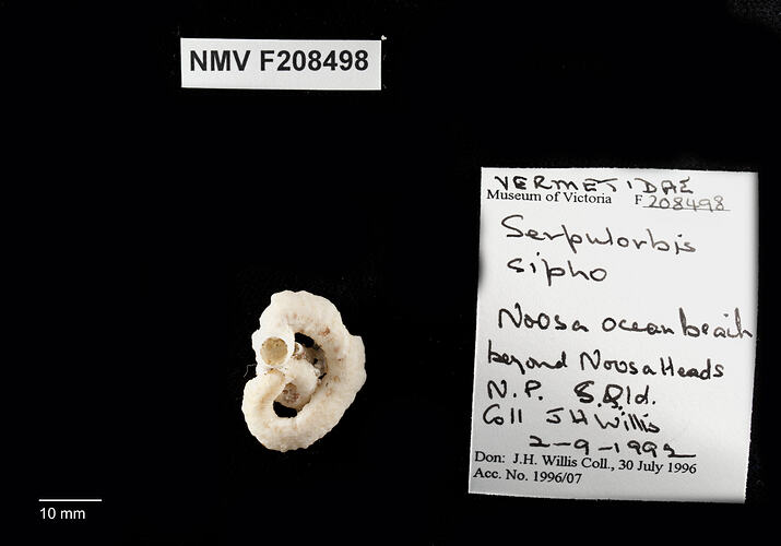 Irregularly coiled snail shell beside specimen label.