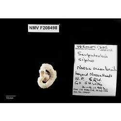 Irregularly coiled snail shell beside specimen label.