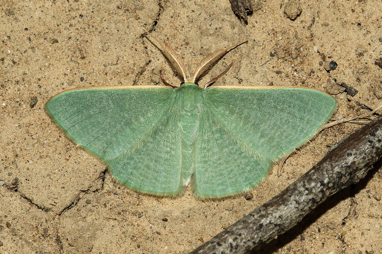 <em>Prasinocyma ocyptera</em>, Strigulated Emerald Moth. Murray Explored Bioscan.