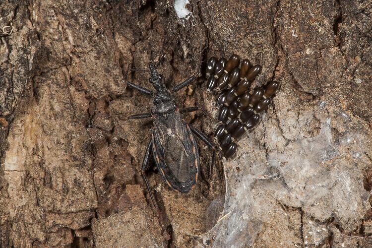 <em>Neohavinthus</em> sp., assassin bug. Neds Corner, Victoria.
