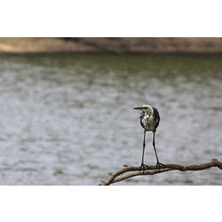 Bird with white and black mottled neck and long legs standing on branch by water.