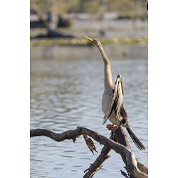 Bird with long neck stretched up standing on branch in water, wings open.