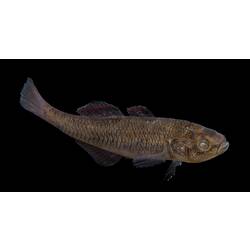 Carp Gudgeon.