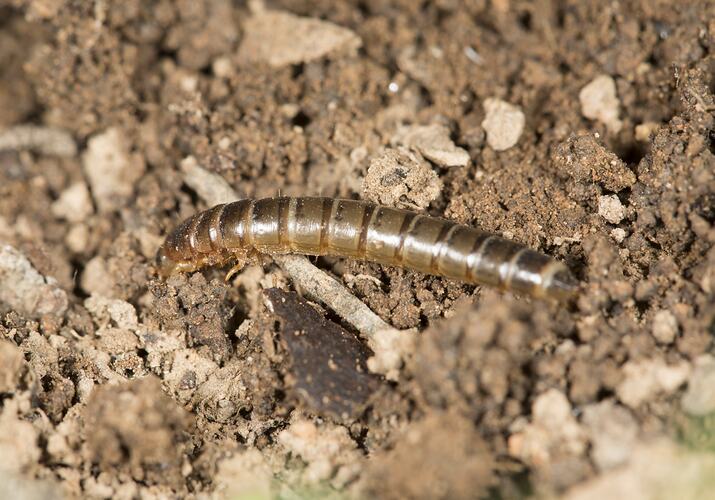 Family Tenebrionidae, darkling beetle larva. Murray Explored Bioscan.