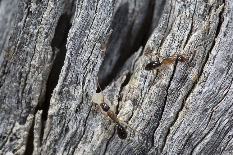 <em>Camponotus</em> sp., carpenter ants. Murray Explored Bioscan.