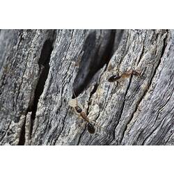 <em>Camponotus</em> sp., carpenter ants. Murray Explored Bioscan.