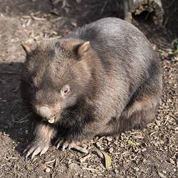 Wombat on leafy earth.