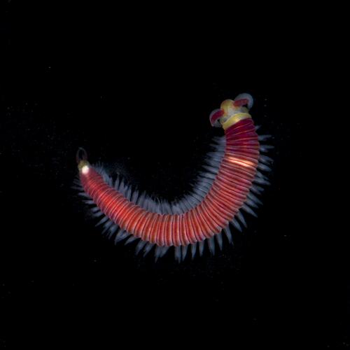 Red worm with yellow head.