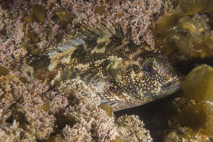 <em>Chironemus marmoratus</em>, Eastern Kelpfish. Gabo Island, Victoria.