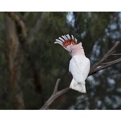 Rear view of white cockatoo with raised pink crest.