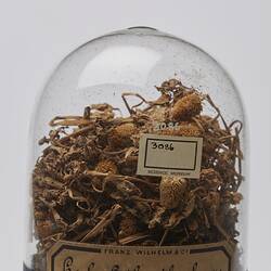 Para Cress Sample - Acmella oleracea, circa 1888