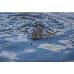 Rat swimming, mostly submerged, facing camera.