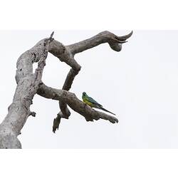 Yellow-chested, green parrot on dry branch.