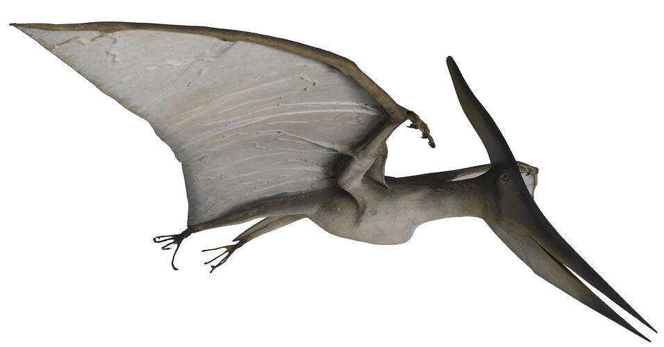 Model of a pterosaur.