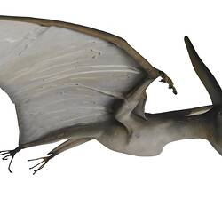Model of a pterosaur.