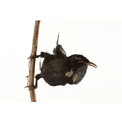 Black and white bird specimen mounted on vertical branch,