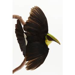 Black bird specimen mounted on vertical branch.