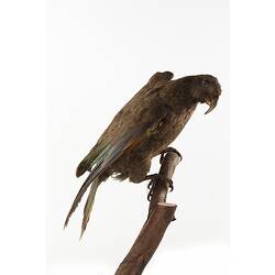 Drab green parrot specimen mounted on branch.