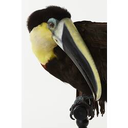 Detail of toucan specimen's beak.