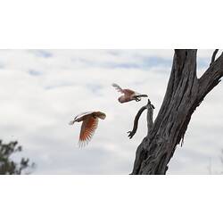 Two pink and white birds flying away from tree.