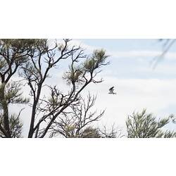 Black-shouldered kite.