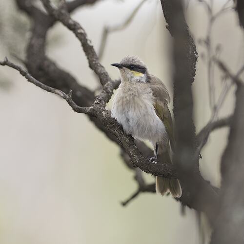 Fluffy honeyeater with yellow and black face on branch.