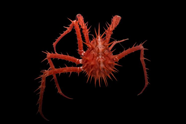 Red spiny crab.
