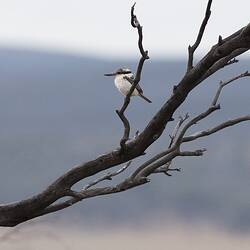 White bird on bare tree.